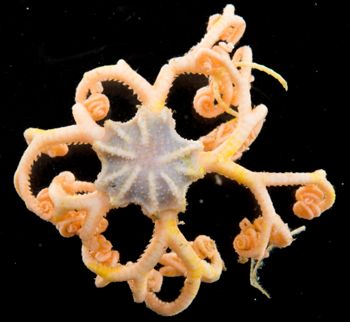 Media type: image;   Invertebrate Zoology 152366